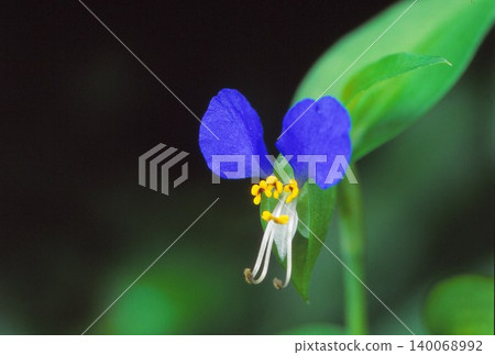 隨處可見的鴨跖草，其特寫照片非常漂亮。 140068992