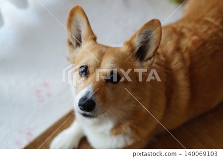 盯著狗 盯著狗 140069103