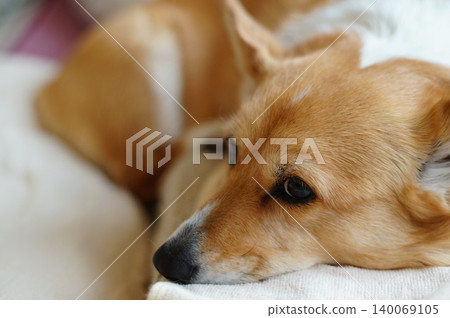 Dog on the futon Dog on the futon 140069105