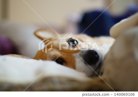 Corgi in a futon 140069106