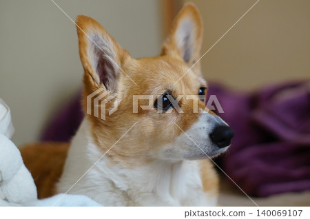 Staring dog Staring dog 140069107