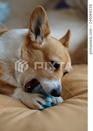 Dog chewing on toys Dog chewing on toys 140069158