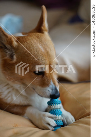 Dog playing with toy Dog playing with toy 140069159