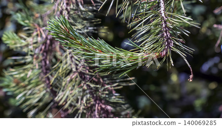 Scots pine needles and young shoots on conifer branch 140069285