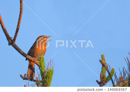A Chinese Hwamei singing perched on a pine tree ~A wild bird with its mouth wide open against a vast blue sky~ 140069367