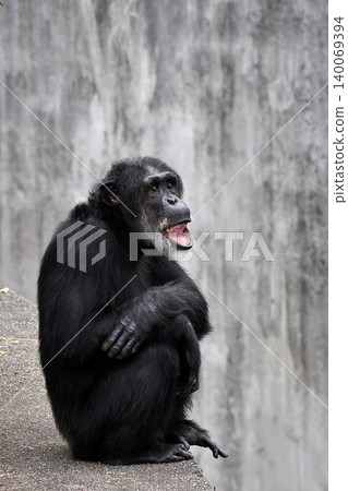A female chimpanzee sits with her arms crossed, looking up. A female chimpanzee sits with her arms crossed, looking up. 140069394