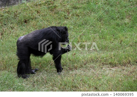 一隻雄性黑猩猩撿起一根掉落的樹枝。 140069395