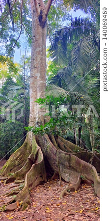 A massive, centuries-old ceiba tree with powerful roots in the Amazon rainforest. 140069469