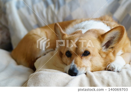 一隻柯基犬躺在蒲團上 一隻柯基犬躺在蒲團上 140069703
