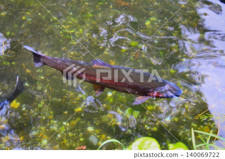 在清澈的溪流中游泳…虹鱒魚 140069722