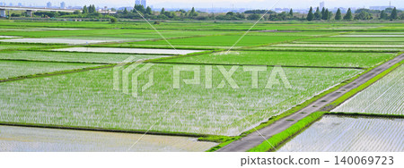 種植後的稻田景觀：埼玉市西區荒川河床，主要糧食產區 140069723