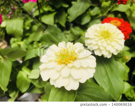 白色百日菊花(菊科) 白色百日菊花(菊科) 140069816