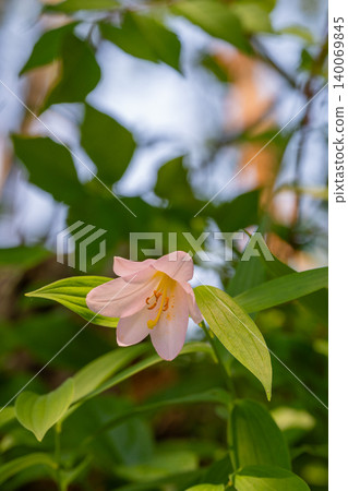 Hime-sayuri lilies blooming amidst the fresh greenery in Oe Town, Yamagata Prefecture. 140069845
