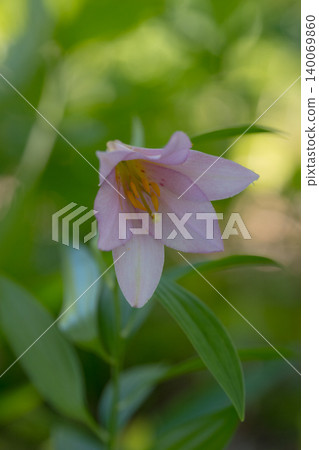 Hime-sayuri lilies blooming amidst the fresh greenery in Oe Town, Yamagata Prefecture. 140069860