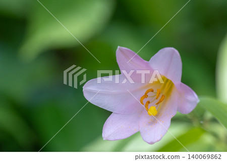 Hime-sayuri lilies blooming amidst the fresh greenery in Oe Town, Yamagata Prefecture. 140069862