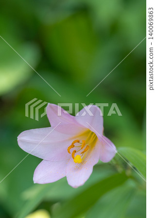 Hime-sayuri lilies blooming amidst the fresh greenery in Oe Town, Yamagata Prefecture. 140069863