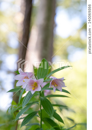 Hime-sayuri lilies blooming amidst the fresh greenery in Oe Town, Yamagata Prefecture. Hime-sayuri lilies blooming amidst the fresh greenery in Oe Town, Yamagata Prefecture. 140069866