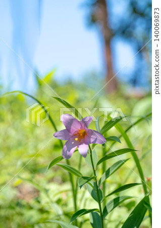 Hime-sayuri lilies blooming amidst the fresh greenery in Oe Town, Yamagata Prefecture. 140069873