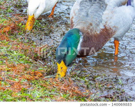 An Aylesbury Duck and Grey Mallard foraging for food in muddy water An Aylesbury Duck and Grey Mallard foraging for food in muddy water 140069883