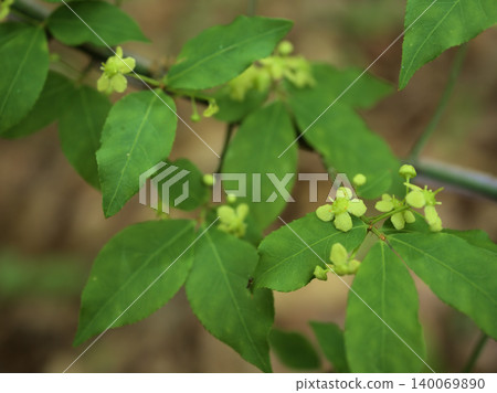 The small, inconspicuous green flowers of the Euonymus alatus bloomed in May. The small, inconspicuous green flowers of the Euonymus alatus bloomed in May. 140069890