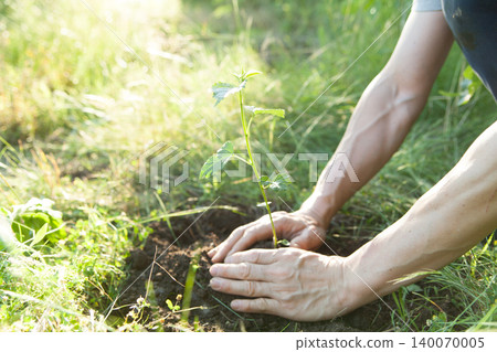 Plant young trees in the forest Plant young trees in the forest 140070005