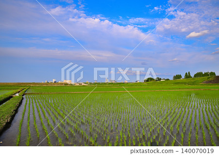 Rice paddy landscape after planting: Arakawa Riverbed, a major grain-producing area, Nishi Ward, Saitama City Rice paddy landscape after planting: Arakawa Riverbed, a major grain-producing area, Nishi Ward, Saitama City 140070019