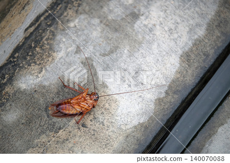 death cockroach laying by walk way with small channel nearby 140070088