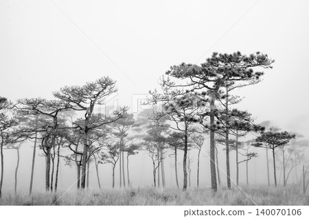 a back-and-white photograph of pine wood with the foggy scene in the evening before sunset after a heavy rain a back-and-white photograph of pine wood with the foggy scene in the evening before sunset after a heavy rain 140070106