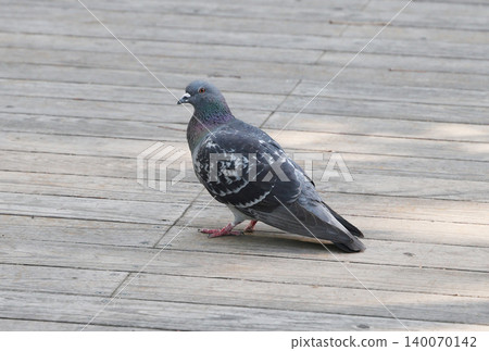 A scene with a pigeon A scene with a pigeon 140070142