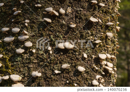 Mushrooms growing in clusters on tree trunks 03 140070236