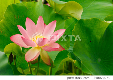 風景與蓮花 風景與蓮花 140070260