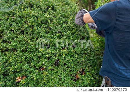 pruning, male, males 140070370