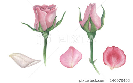 Set of pink rose buds with petals. Watercolor illustration hand drawn on white background. For textiles, design, postcards Set of pink rose buds with petals. Watercolor illustration hand drawn on white background. For textiles, design, postcards 140070403