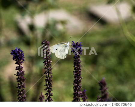 Monsieur root sucking lavender honey Monsieur root sucking lavender honey 140070646