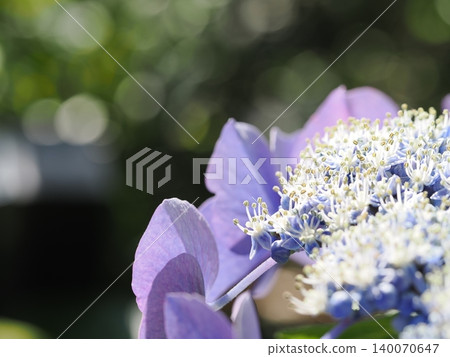 Gaku hydrangea flower Gaku hydrangea flower 140070647