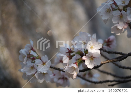 櫻花 櫻花 140070701