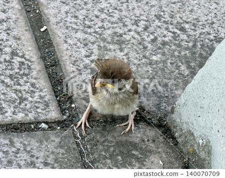 A baby sparrow staring A baby sparrow staring 140070709