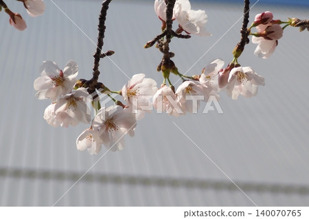 櫻花 櫻花 140070765