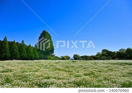 一片盛開的德國洋甘菊。 140070960