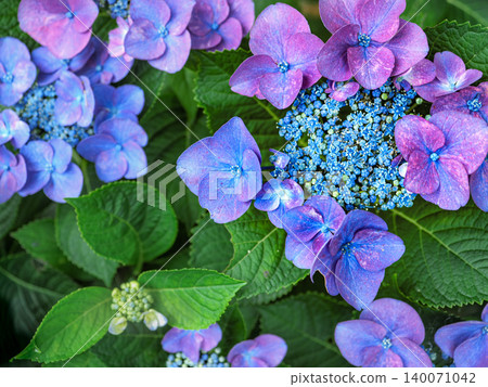 藍色繡球花 藍色繡球花 140071042