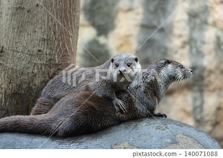 Cute Cute 140071088