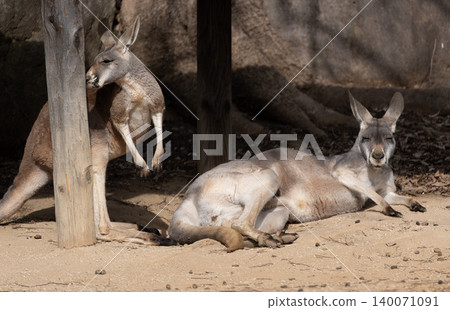 Kangaroos during a nap 140071091