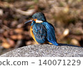 藍鳥翠鳥 140071229