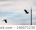 鳥兒飛翔在天空中 140071230