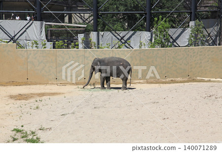 Tennoji Zoo Elephant Village Asian Elephants Tennoji Zoo Elephant Village Asian Elephants 140071289