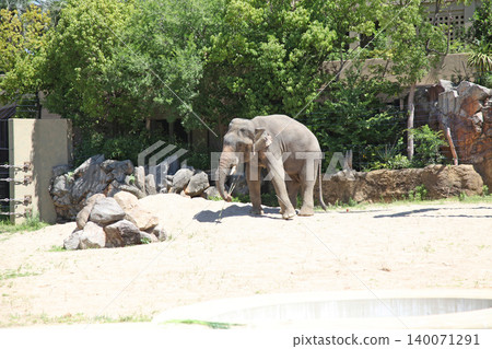 Tennoji Zoo Elephant Village Asian Elephants Tennoji Zoo Elephant Village Asian Elephants 140071291