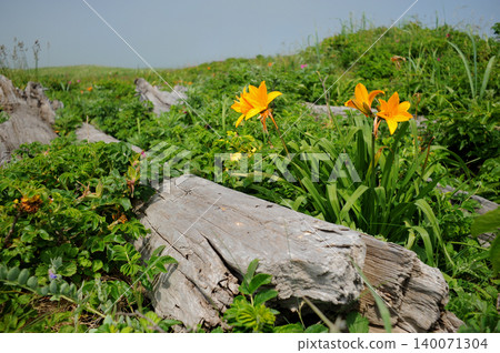 Ezo lilies blooming in the Sarobetsu Plain Ezo lilies blooming in the Sarobetsu Plain 140071304