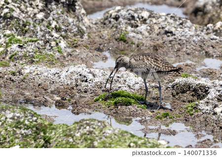 Cuttlefish Cuttlefish 140071336