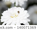 Himeumarukonbushi甲蟲 140071369