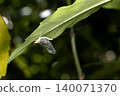 Phyllosterone地毯 140071370